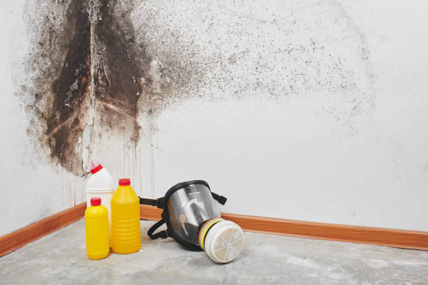 Best Localized Mold Remediation (e.g., coastal areas, humid climates) in Juneau, WI