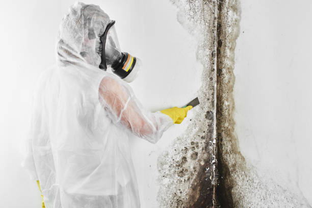 Best White Mold Remediation in Juneau, WI