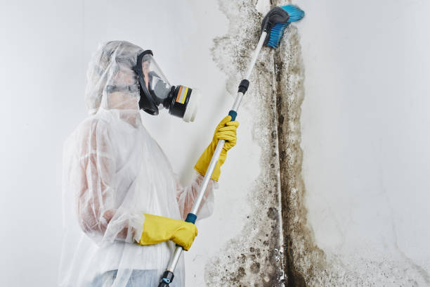 Best Post-Flood Mold Remediation in Juneau, WI