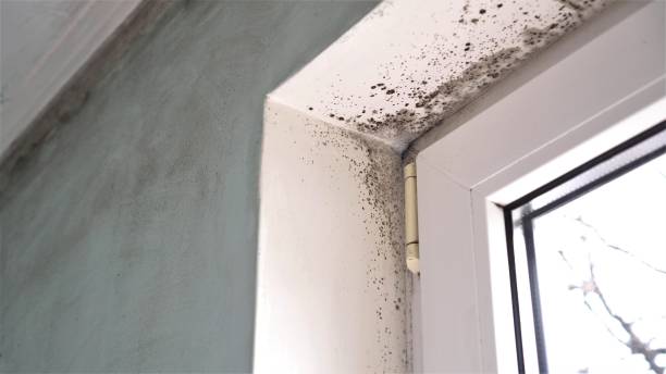 Best Black Mold Remediation in Juneau, WI