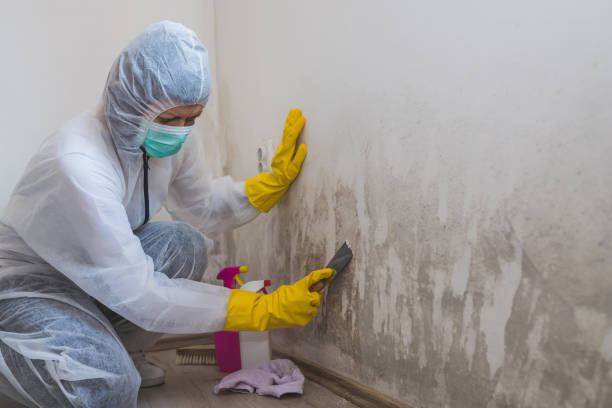 Professional Mold Remediation in Juneau, WI