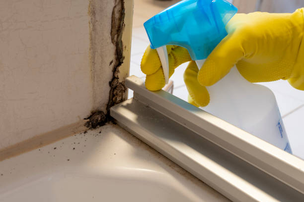 Best Residential Mold Remediation in Juneau, WI