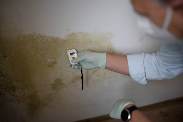Best Health and Safety Mold Remediation in Juneau, WI