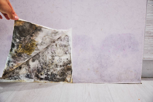 Best DIY Mold Remediation Support Services in Juneau, WI